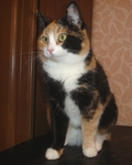  DSC02218 (560x700, 247Kb)