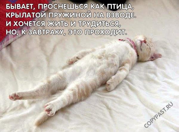 54267095_72cd326926a3 (600x443, 57Kb)
