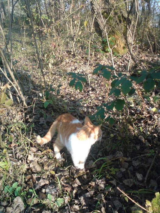 DSC00058 (525x700, 102Kb)