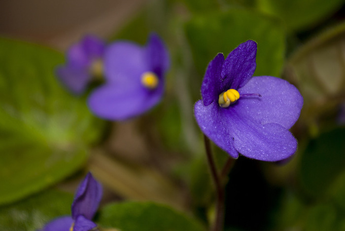 DSC_4257,1 (700x468, 59Kb)