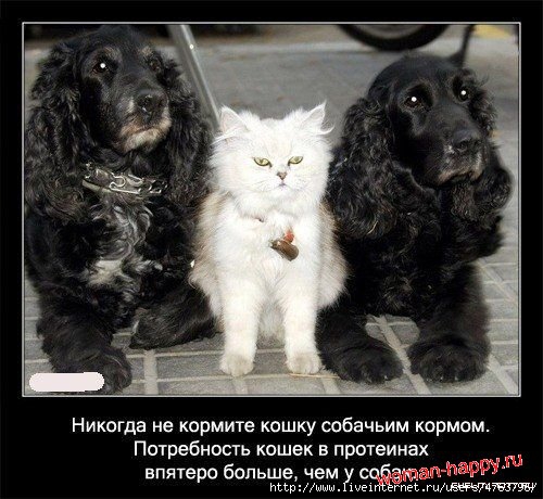 1299610740_1239092114_interesnoe_o_koshkakh_56_foto_3[1] (500x460, 142Kb)