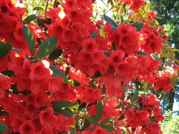 Rhodie_Garden_Stanley_Park (700x525, 94Kb)