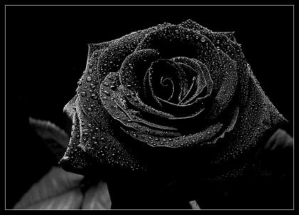 the-black-rose-3 (420x303, 27Kb)