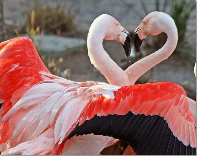 flamingoslove_3 (644x511, 99Kb)