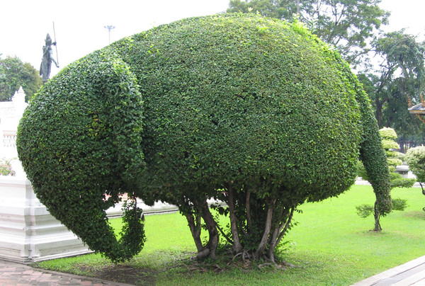 topiary_large (600x404, 139Kb)