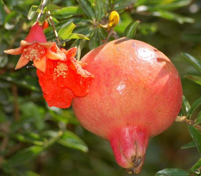 4216969_Pomegranate_flower_and_fruit (700x610, 309Kb)