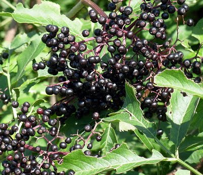 1247849763_Buzina_chernaya_Sambucus_nigra_L_1 (400x346, 51Kb)