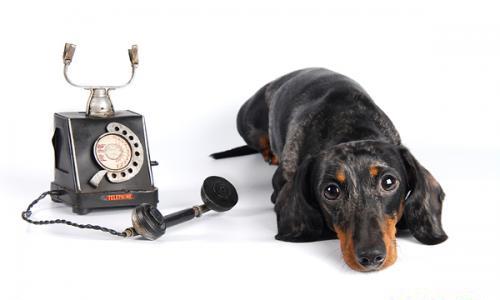 dogphone (500x300, 15Kb)