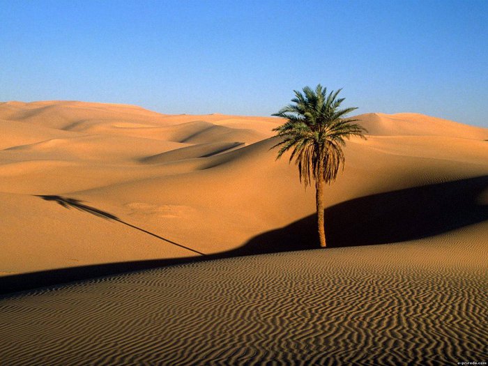 402855_208402359251528_203142206444210_411723_237417695_n[1] (700x525, 74Kb)