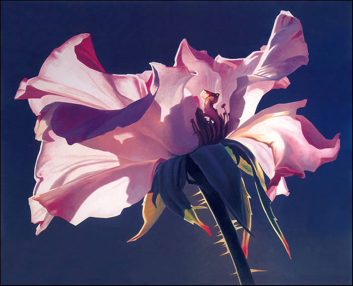 3623822_63704325_1283811197_lrsBVT032MellEdOpenRose (700x568, 132Kb)