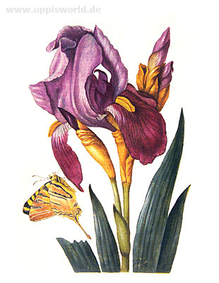 1583508_iris_merian (310x400, 35Kb)