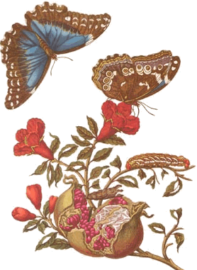 1583508_merian3 (278x381, 54Kb)