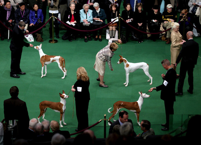 westminster_dog_show_0404 (700x504, 94Kb)