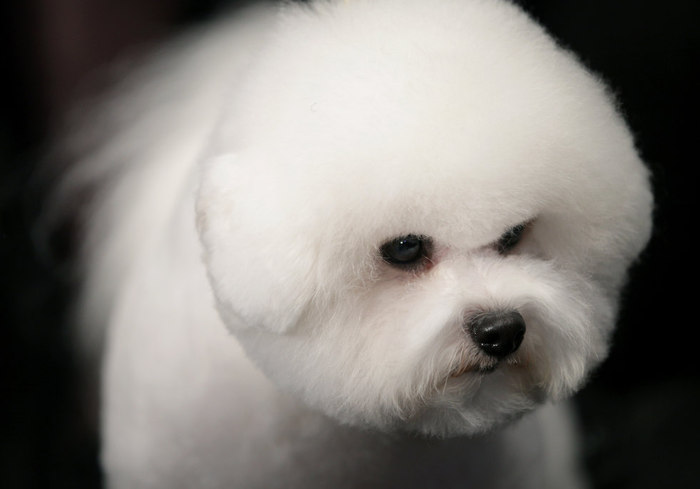 westminster_dog_show_0606 (700x489, 33Kb)