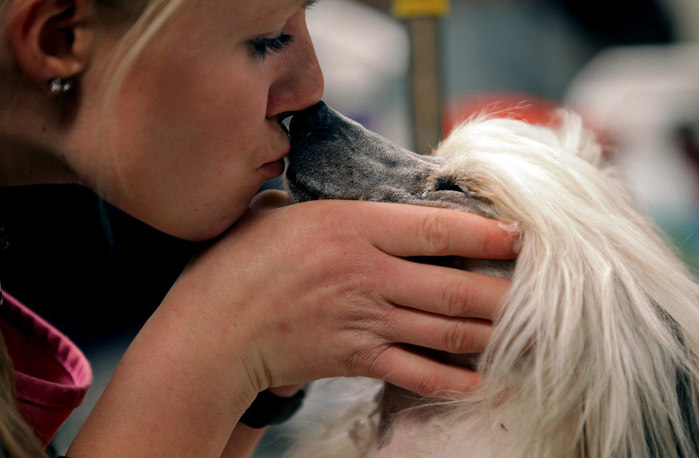 westminster_dog_show_0808 (700x458, 63Kb)