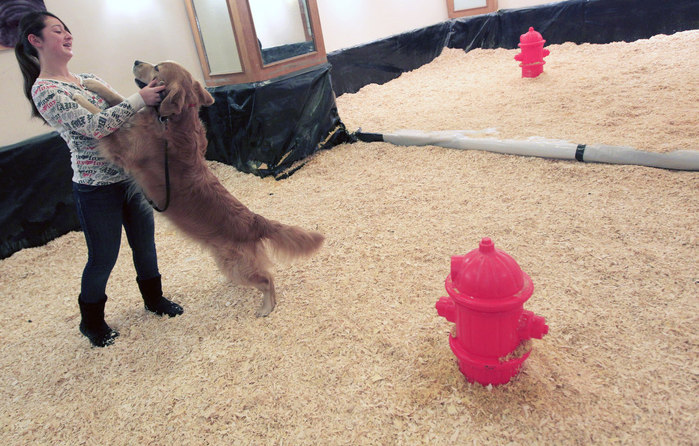 westminster_dog_show_1313 (700x446, 116Kb)