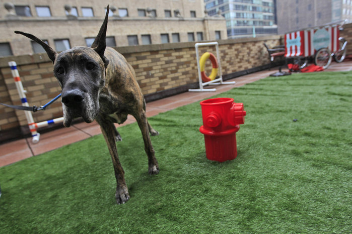 westminster_dog_show_1515 (700x466, 99Kb)