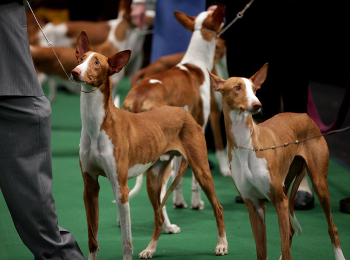 westminster_dog_show_1717 (700x520, 76Kb)
