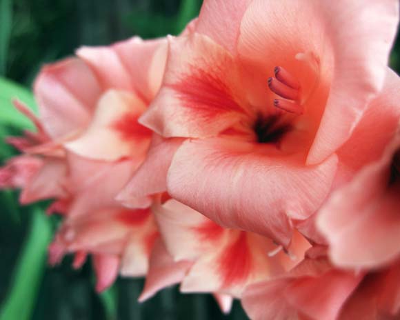 gladiolus05 (580x464, 37Kb)