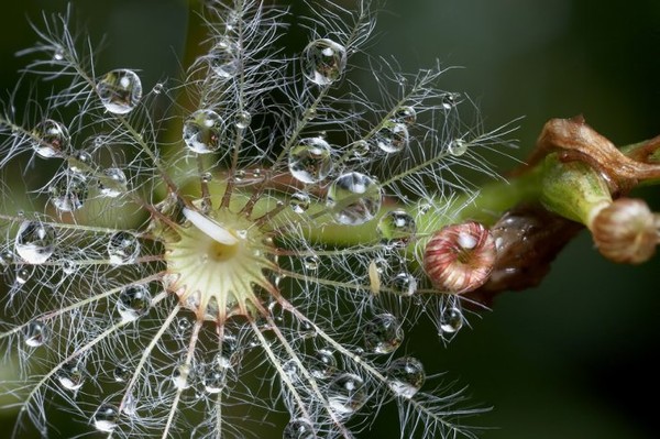 20_beautifull_macro_of_flowers (600x399, 87Kb)