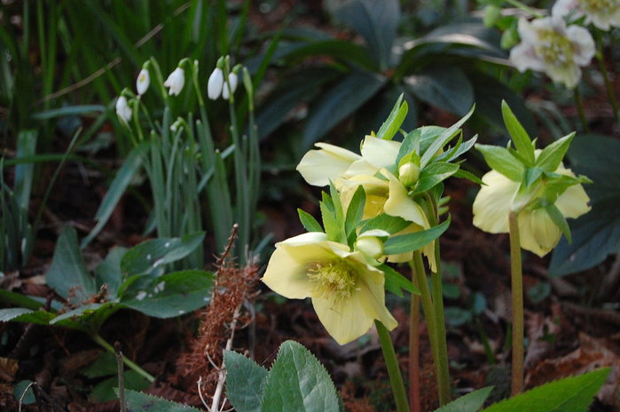 hellebores_and_snowdrops_by_mararda-d4nx24p (700x464, 70Kb)