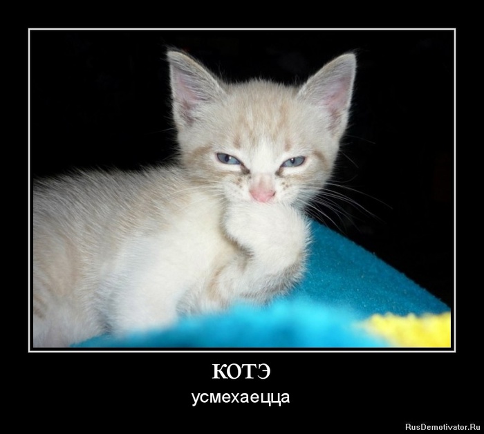 1328871334-kotye (700x628, 75Kb)