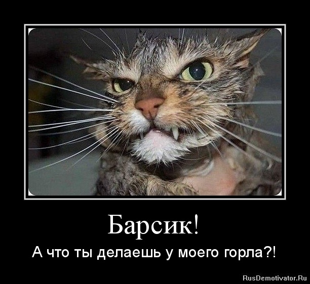 1328988910-barsik (612x562, 107Kb)