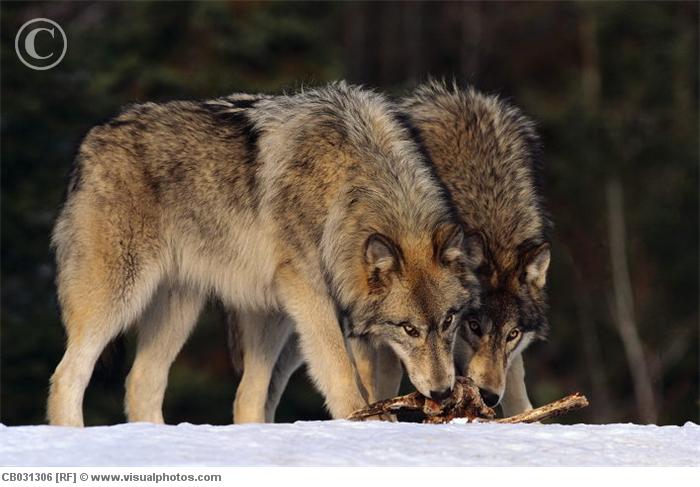 gray_wolves_eating_carcass_cb031306 (700x487, 48Kb)