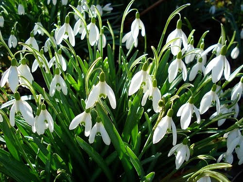 snowdrops (500x375, 68Kb)