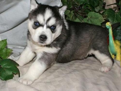 Siberian-Husky3 (500x375, 27Kb)