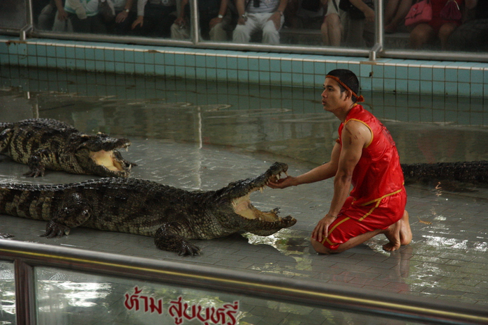 Thailand-Pattaya-Crocodile farm-2012- 266 (700x466, 229Kb)