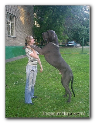 4761151_big_dog_02 (313x405, 125Kb)