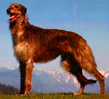 4761151_Deerhound__Fs_K (350x317, 80Kb)