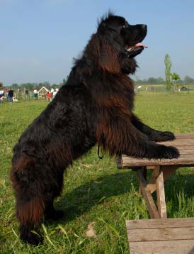 4761151_big_dog_06 (274x358, 33Kb)