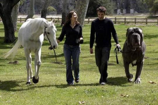 4761151_big_dog_09 (540x358, 44Kb)