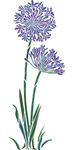  large-agapanthus9 (300x600, 31Kb)