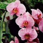 phalaenopsis (150x150, 7Kb)