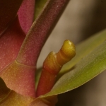 phalaenopsis2 (150x150, 16Kb)
