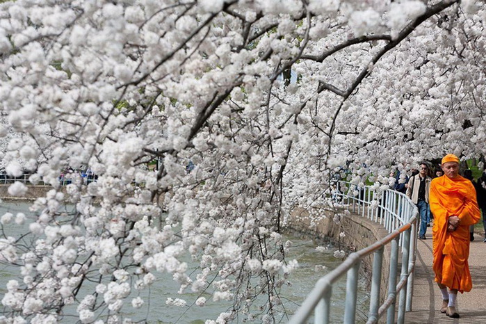 ss-100401-cherry-blossoms-07.ss_full (700x466, 171Kb)