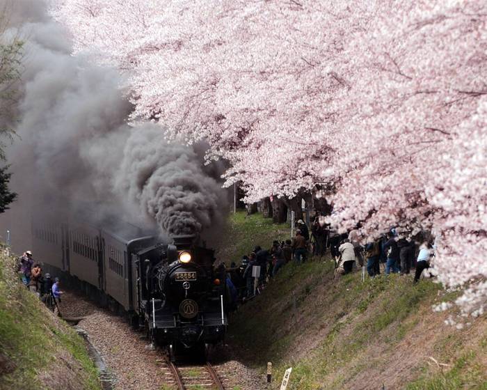 ss-100401-cherry-blossoms-11.ss_full (700x560, 73Kb)