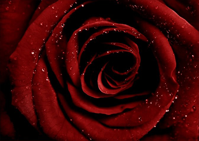 RedRoseQueen2 (672x479, 189Kb)