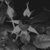 68300083_1293240252_tumblr_ldkzaukMjX1qe5d22o1_500 (100x100, 95Kb)