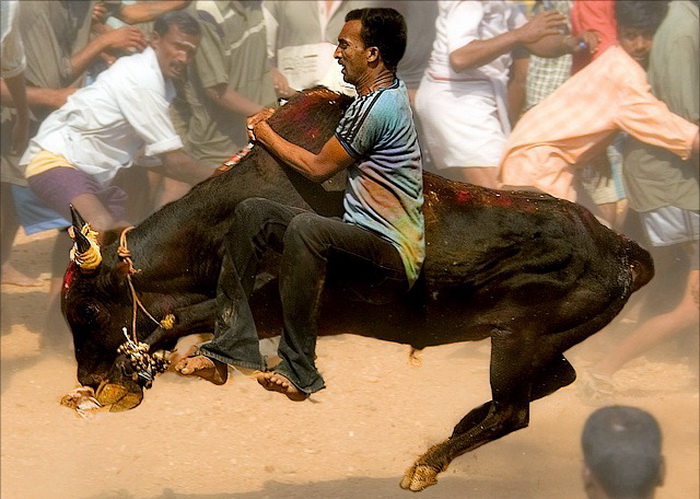 Bull-Taming-Sport-1 (700x499, 143Kb)