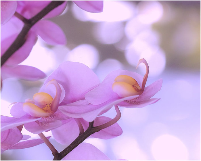 42357745_1239413440_Orchids_and_Light_II_by_aquapell (699x560, 57Kb)