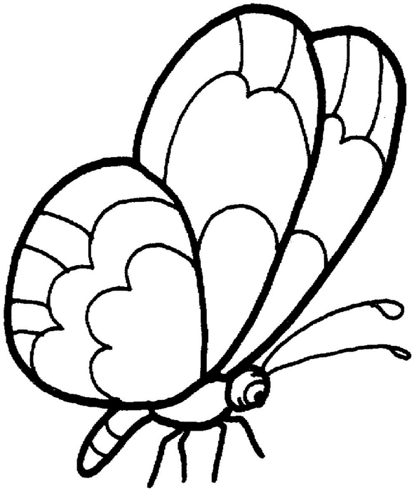 butterfly-8-coloring-page (590x700, 115Kb)