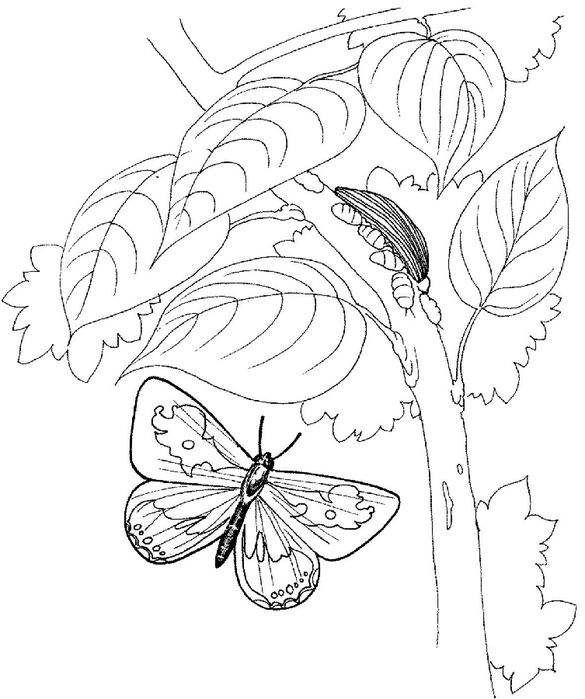 butterfly-is-flying-to-the-tree-coloring-page (585x700, 166Kb)