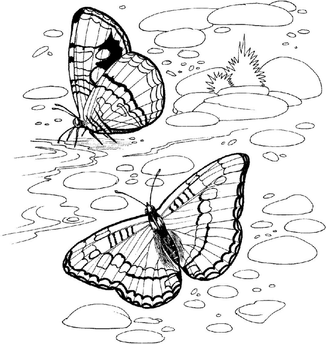 butterfly-on-a-river-coloring-page (662x700, 225Kb)