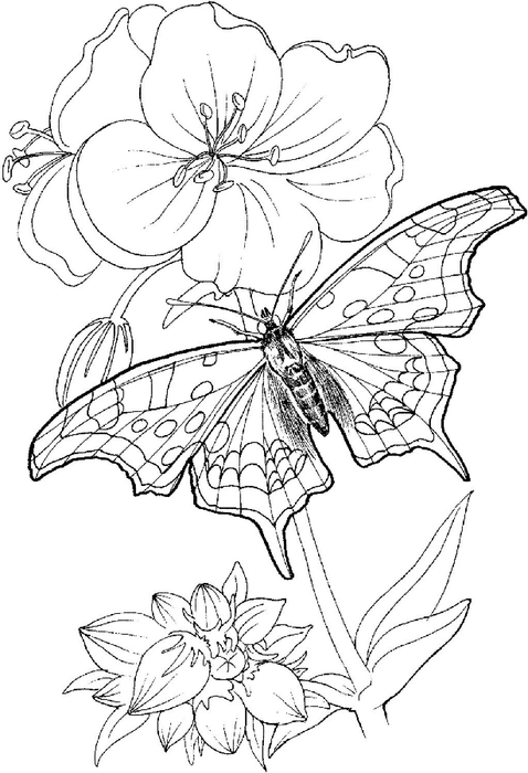 butterfly-stands-on-a-plant-coloring-page (478x700, 166Kb)