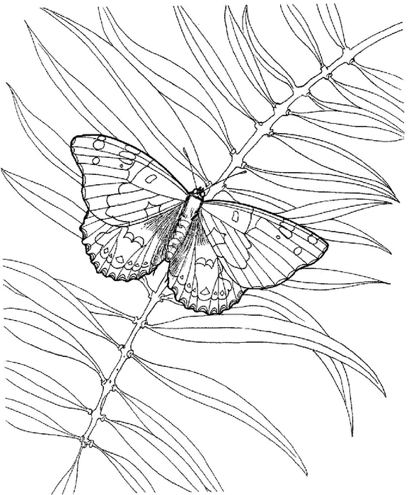 butterfly-with-a-plant-coloring-page (581x700, 220Kb)