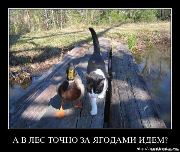 78_9a4fdb574632f9a82d3a97a76f46e3f6 (600x506, 174Kb)